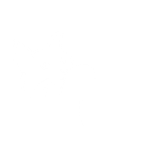 Kotki Błyskotki